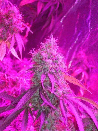 growing-elite-marijuana-1