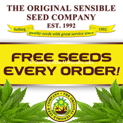 buy-marijuana-seeds