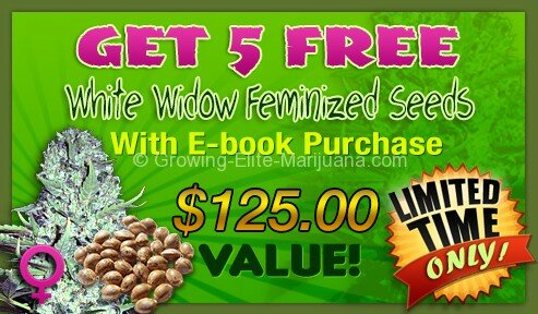 free-seeds-promotion