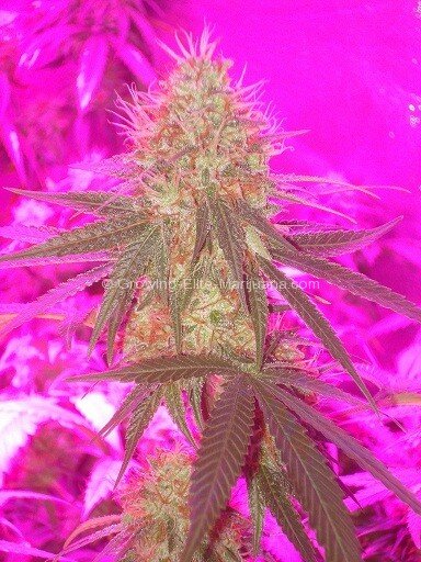 growing-elite-marijuana-2
