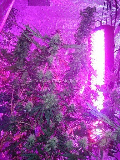 growing-elite-marijuana-3
