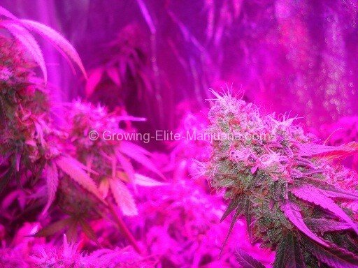 growing-elite-marijuana-4
