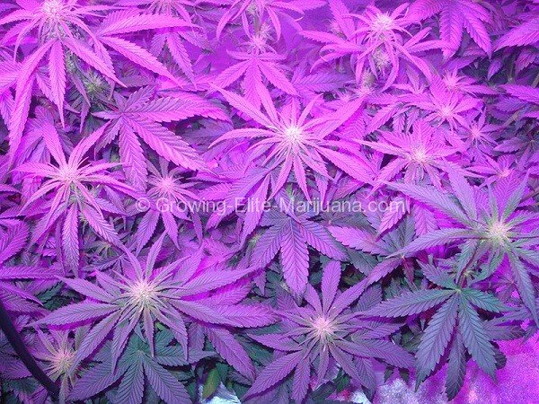 growing-elite-marijuana-5