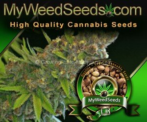 Discreet Shipping and Best Prices On Seeds